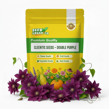 Clematis Seeds – Double Purple