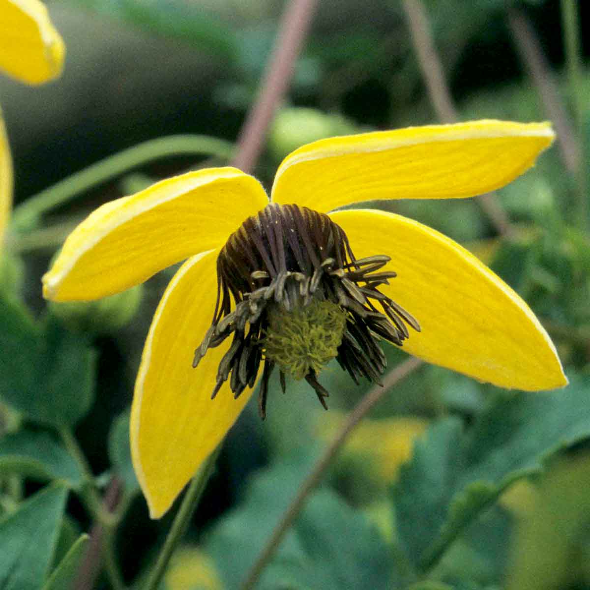 Clematis Seeds – Golden Tangutica
