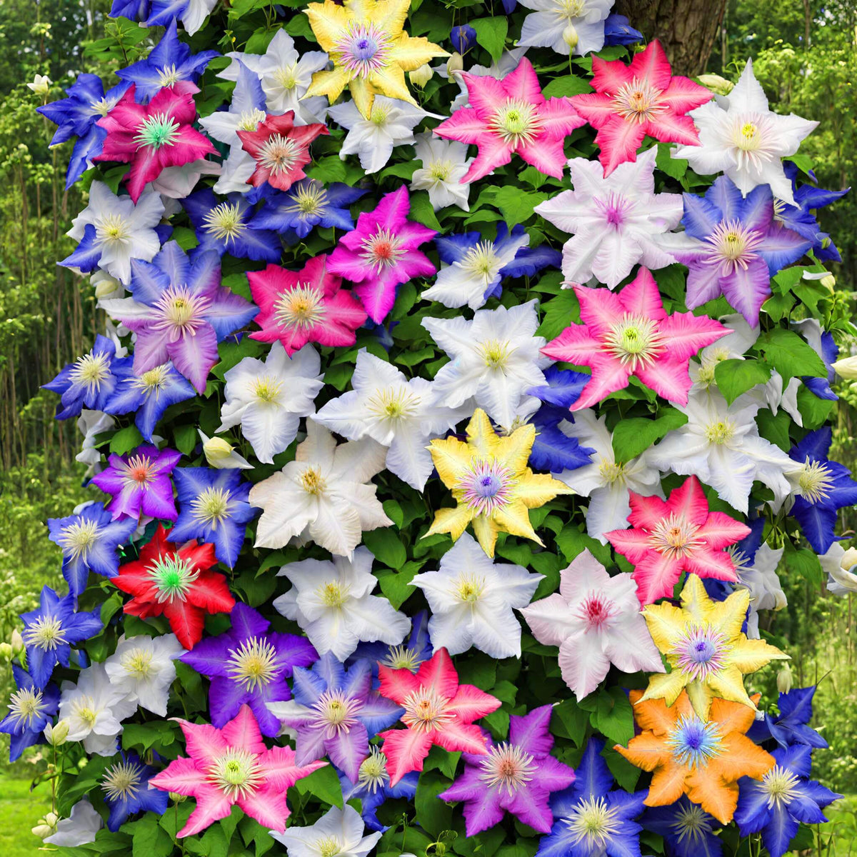 Clematis Seeds – Mixed
