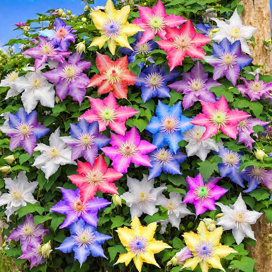 Clematis Seeds – Mixed Varieties
