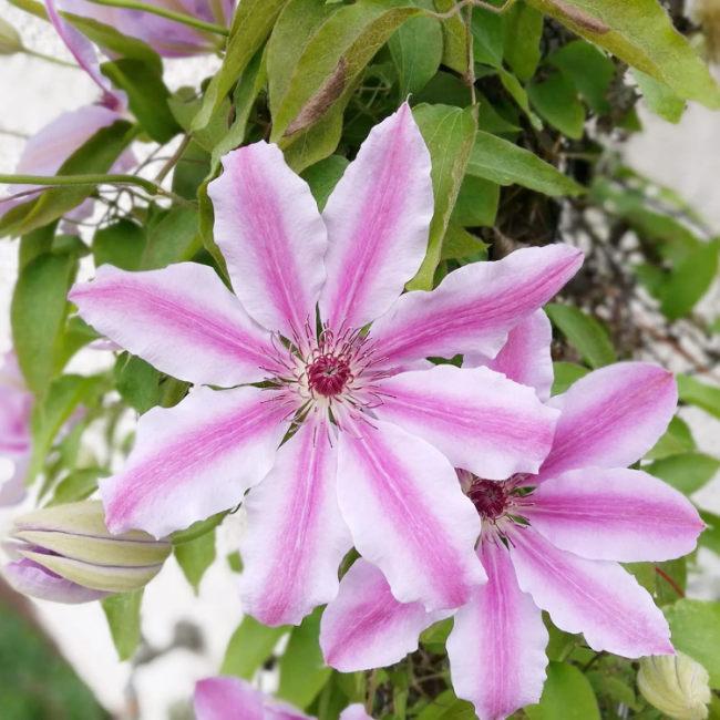 Clematis Seeds – Nelly Moser
