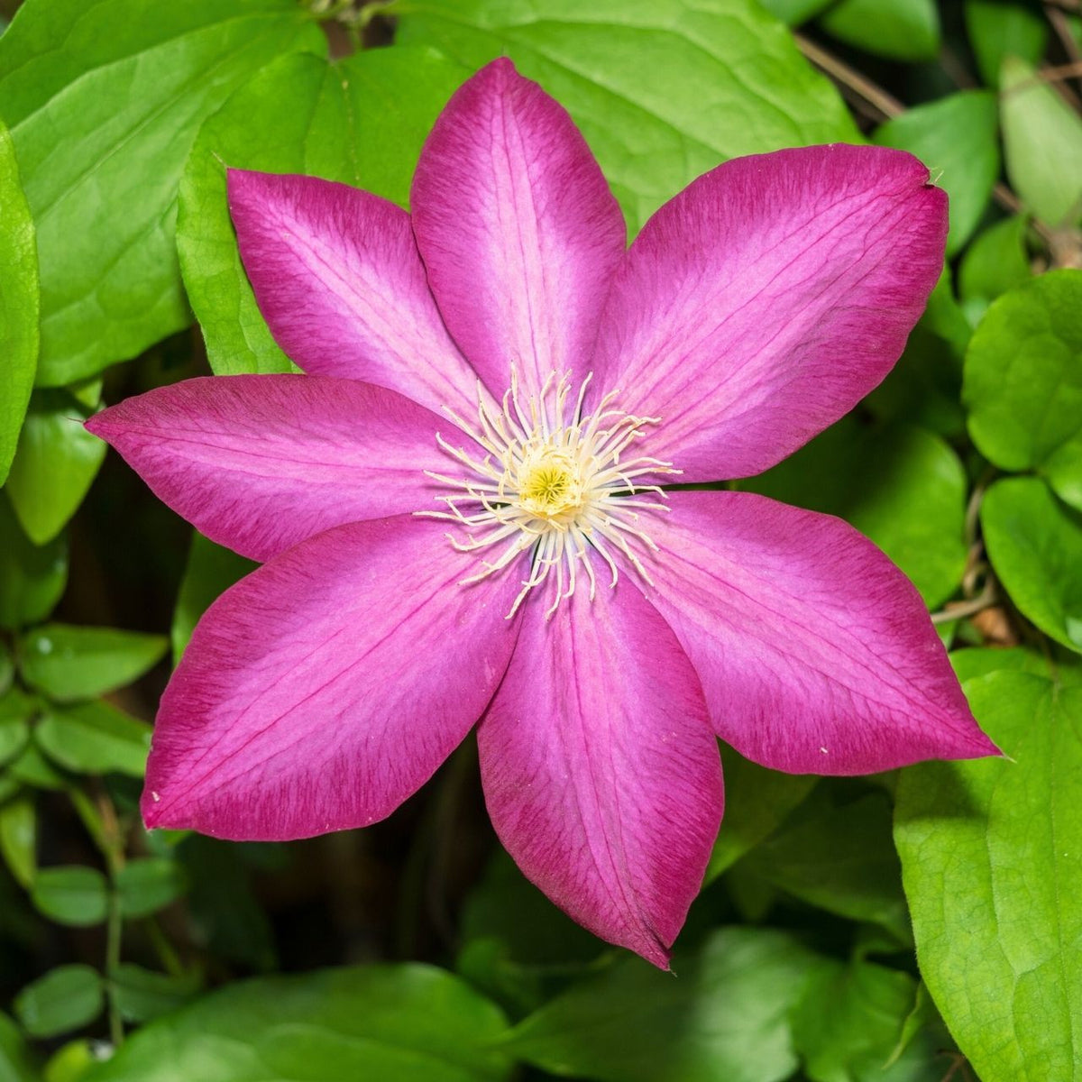 Clematis Seeds – Pink Champagne
