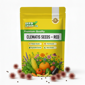 Clematis Seeds – Red
