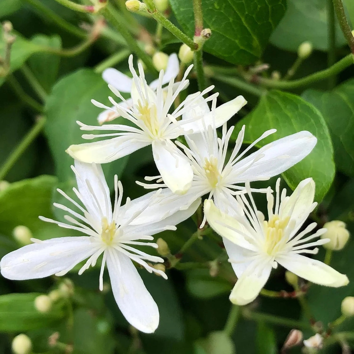 Clematis Seeds – Sweet Autumn
