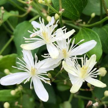 Clematis Seeds – Sweet Autumn
