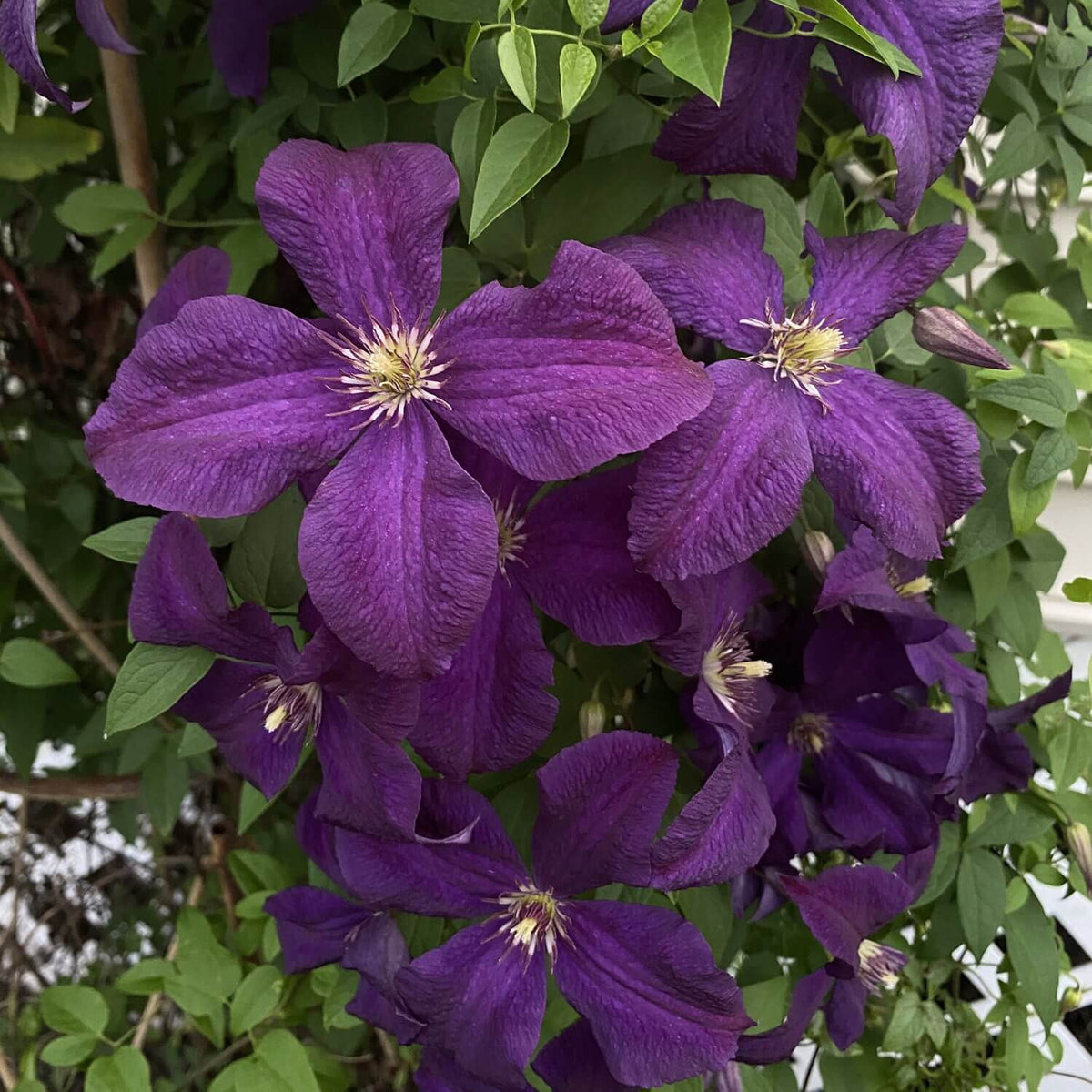 Clematis Seeds – Wildflower Mix