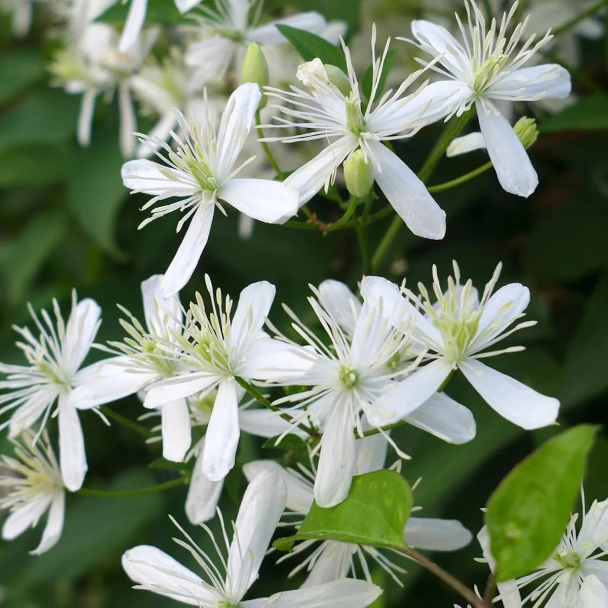 Clematis Seeds – Sweet Autumn
