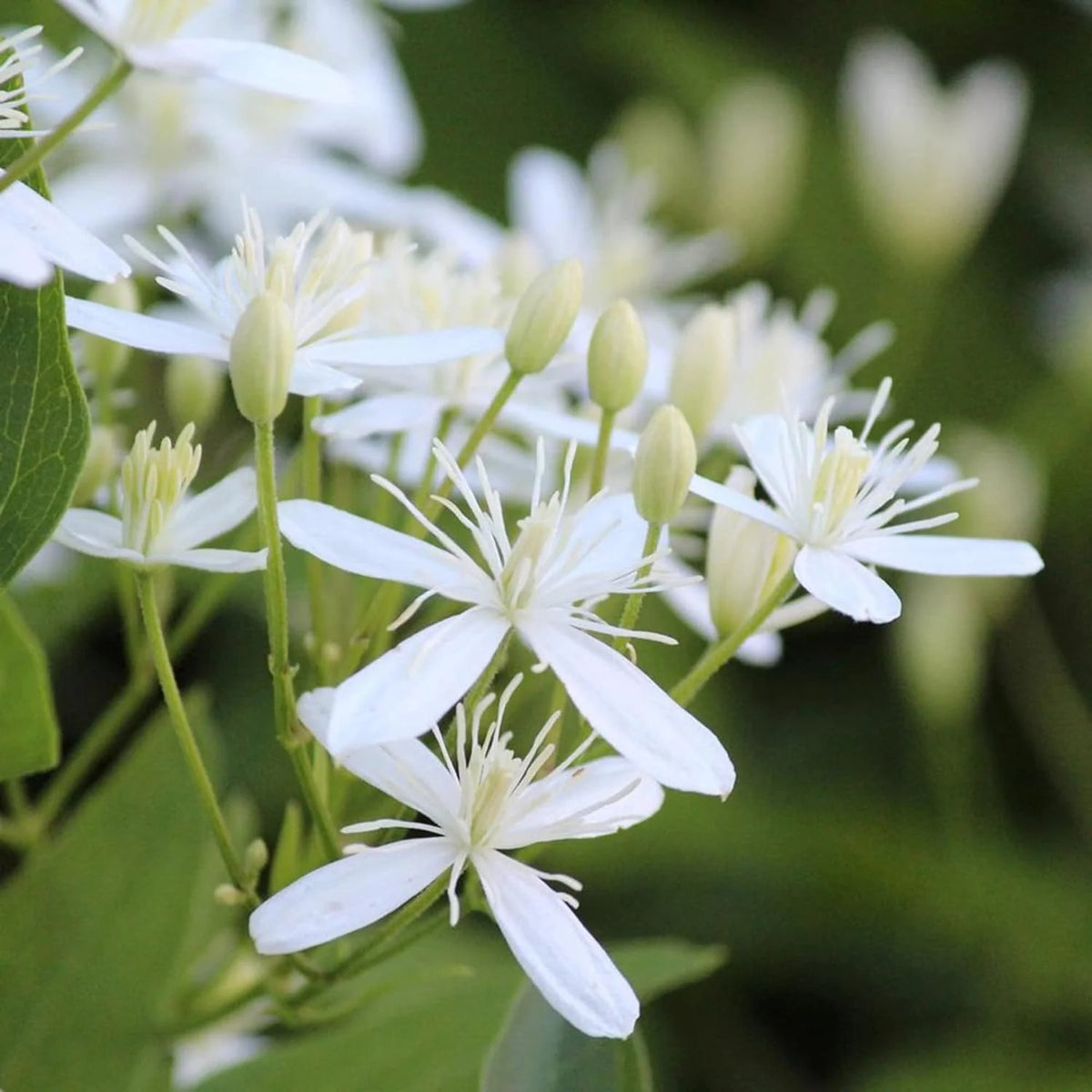 Clematis Seeds – Sweet Autumn
