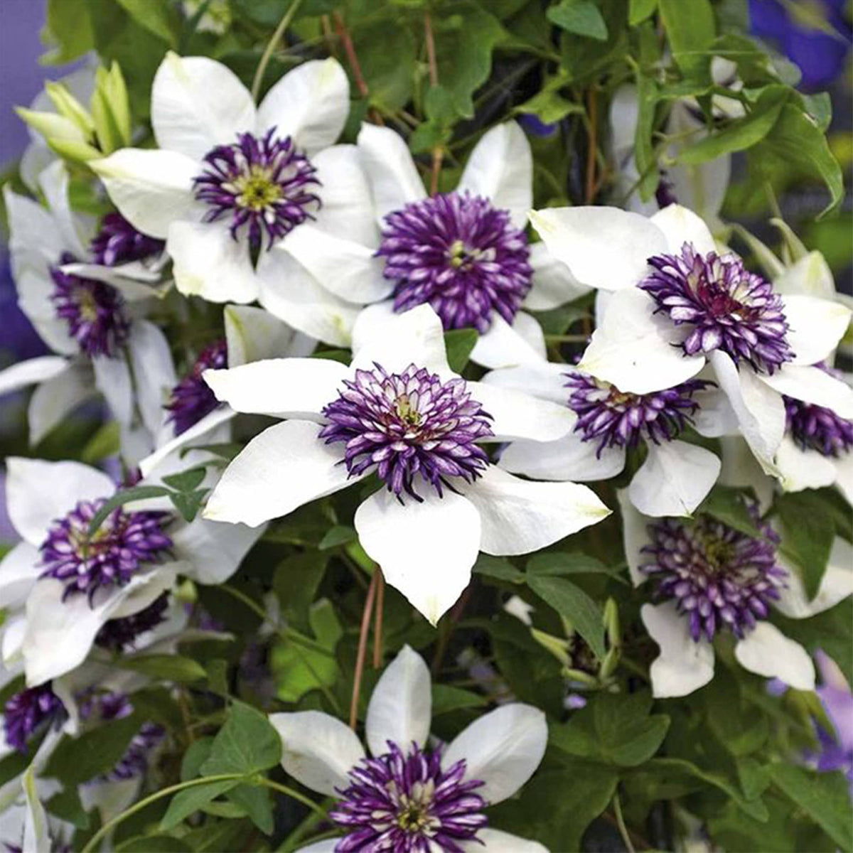 Clematis Seeds – White and Purple
