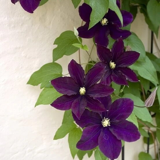 Clematis Seeds – Wildflower Mix