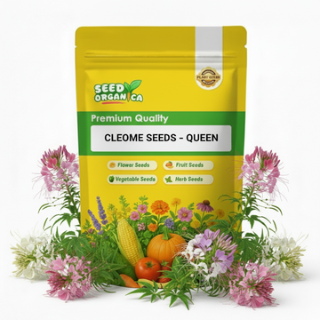 Cleome Seeds – Queen