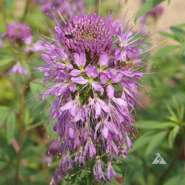 Cleome Seeds – Serrulata
