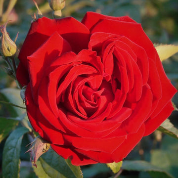 Climbing Red Cascade Rose Seeds – Flower Plant