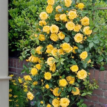 Bright Yellow Rose Seeds –  Flower Plant