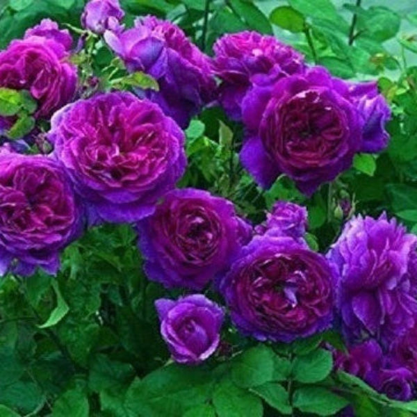 Climbing Rose Plant Seeds – Pink Purple