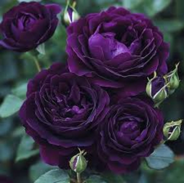 Climbing Rose Seeds – Deep Purple