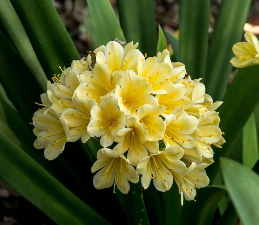 Clivia Seeds – Yellow
