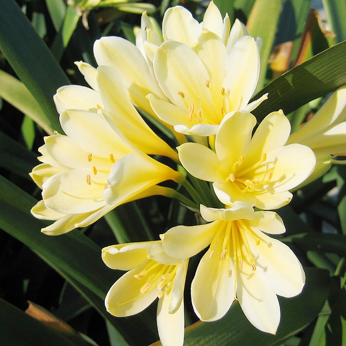 Clivia Seeds – Yellow
