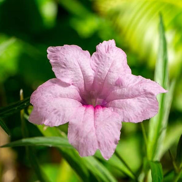 Ruellia Simplex Mexican Petunia Seeds – Flower Plant