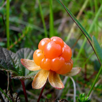 Cloud Berry Seeds - Fruit Plant