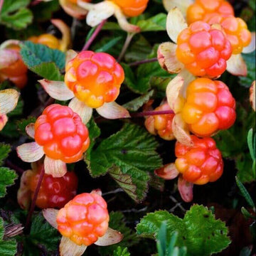Cloud Berry Seeds - Fruit Plant