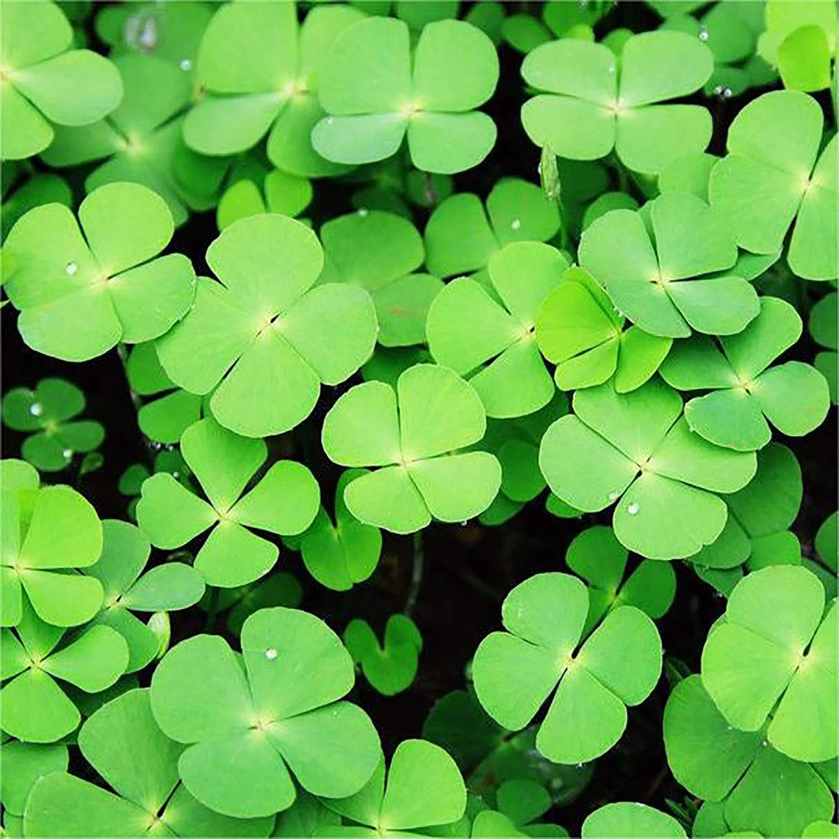 Clover Seeds – Army Green Four Leaf