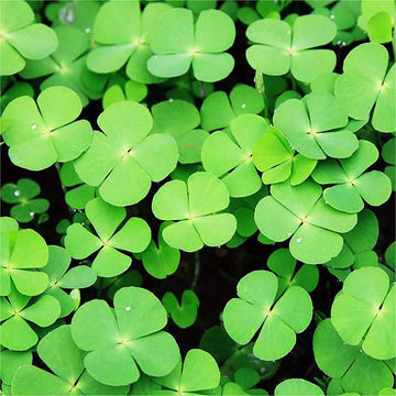 Clover Seeds – Army Green Four Leaf