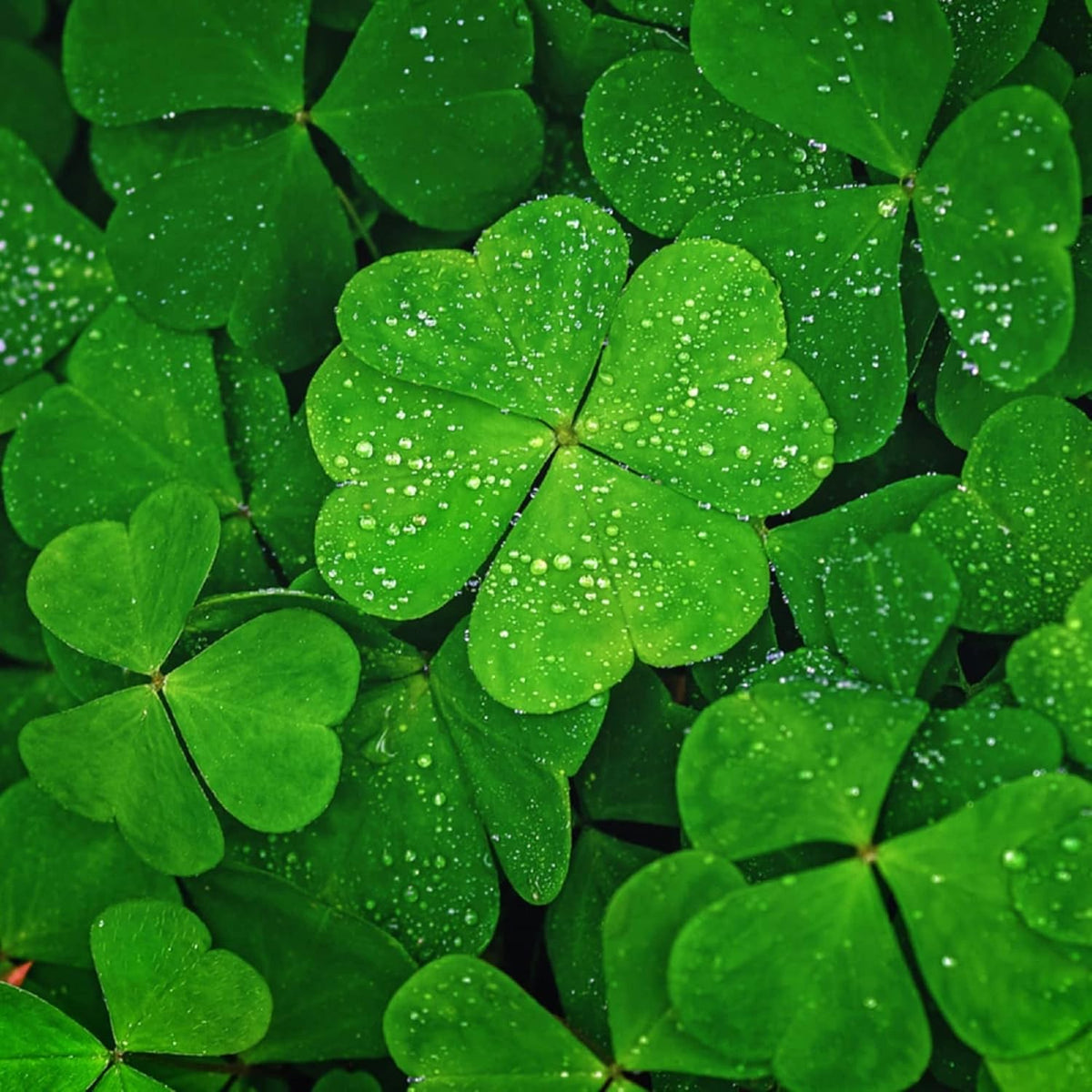 Clover Seeds – Four Leaf

