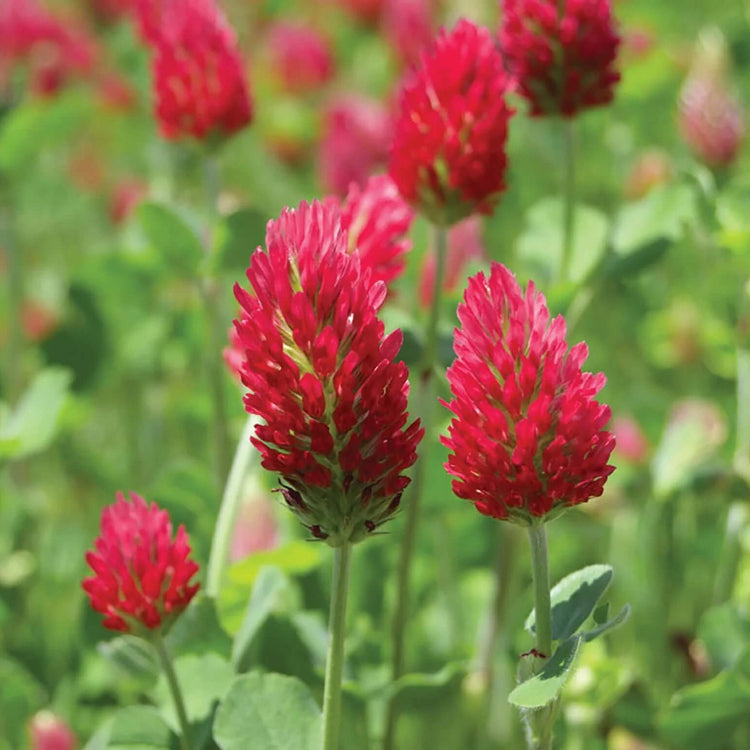 Clover Seeds – Red