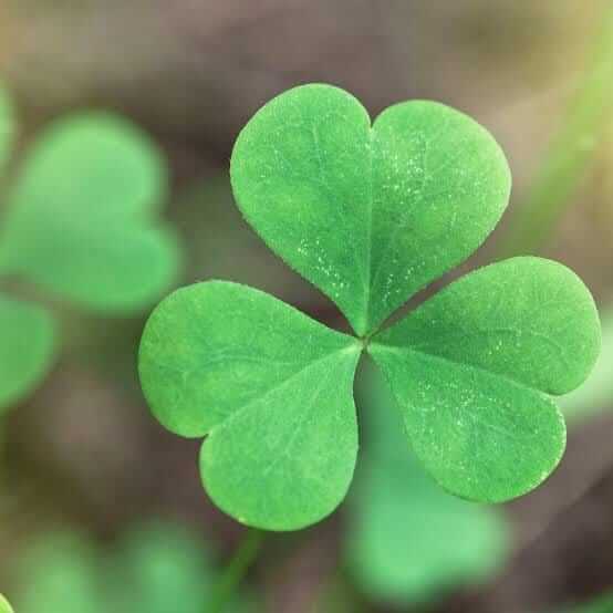 Clover Seeds – Army Green Four Leaf