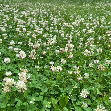 Clover Seeds – Dutch White