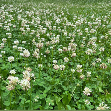 Clover Seeds – Meadow