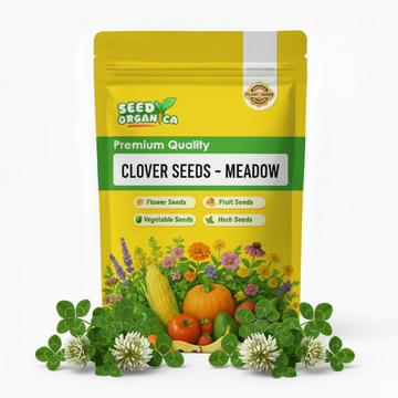 Clover Seeds – Meadow
