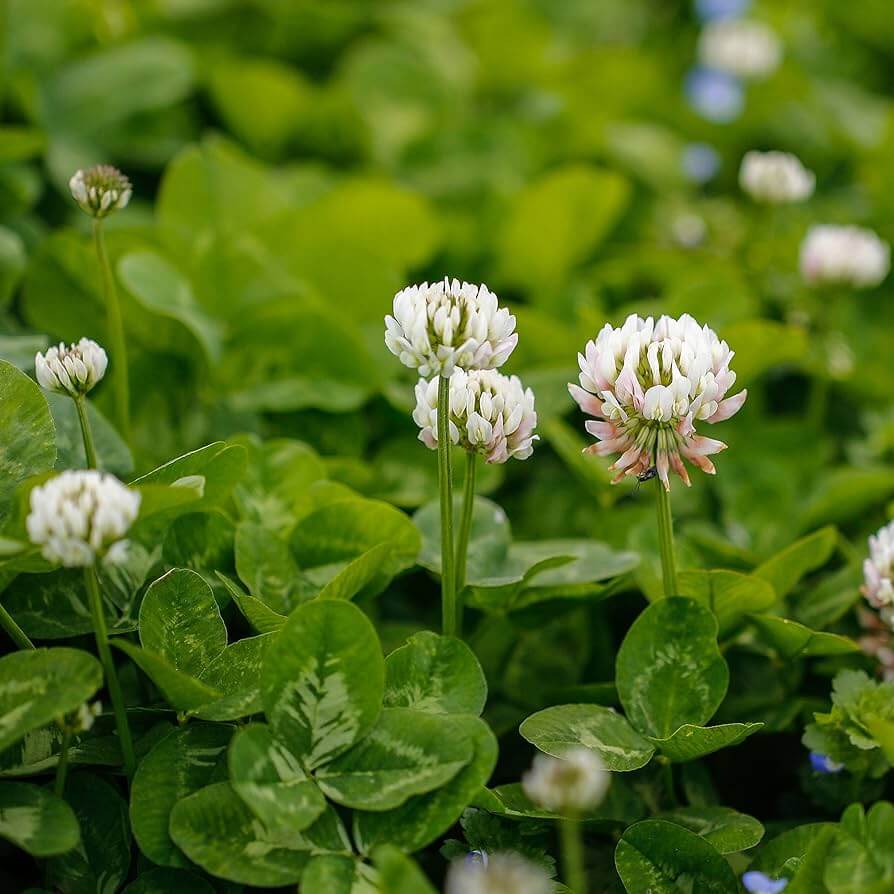 Clover Seeds – Meadow