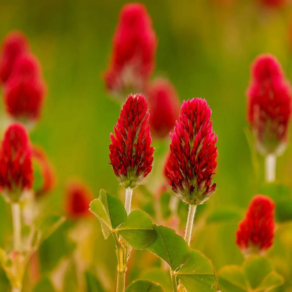 Clover Seeds – Red