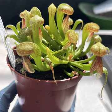 Cobra Pitcher Plant Seeds