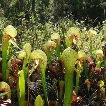 Cobra Plant Seeds