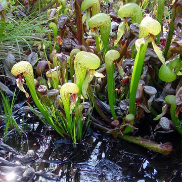 Cobra Plant Seeds