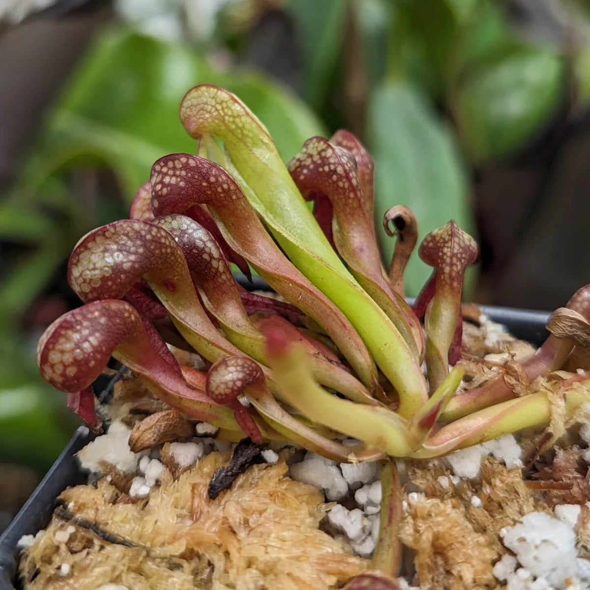 Cobra Plant Seeds