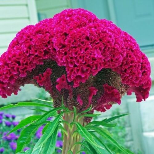 Cockscomb Seeds - Flower Plant
