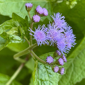 Blue Hardy Ageratum Mistflower Seeds – Flower Plant
