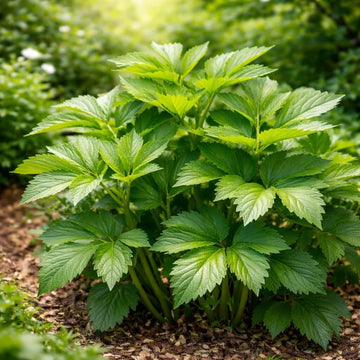 Cold Hardy Ashitaba Seeds