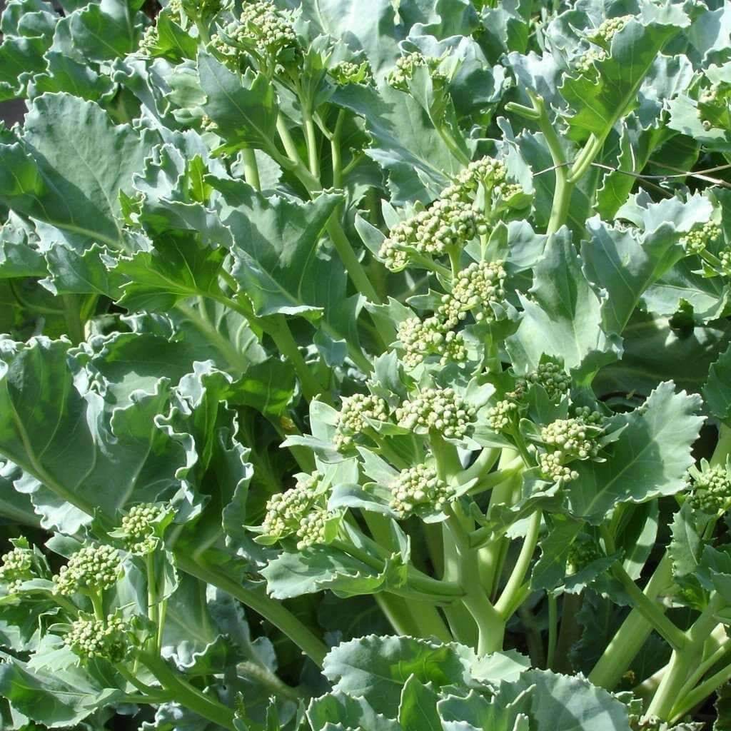Cold Hardy Kale Seeds