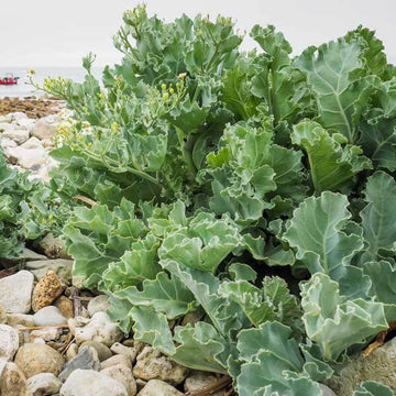 Cold Hardy Kale Seeds