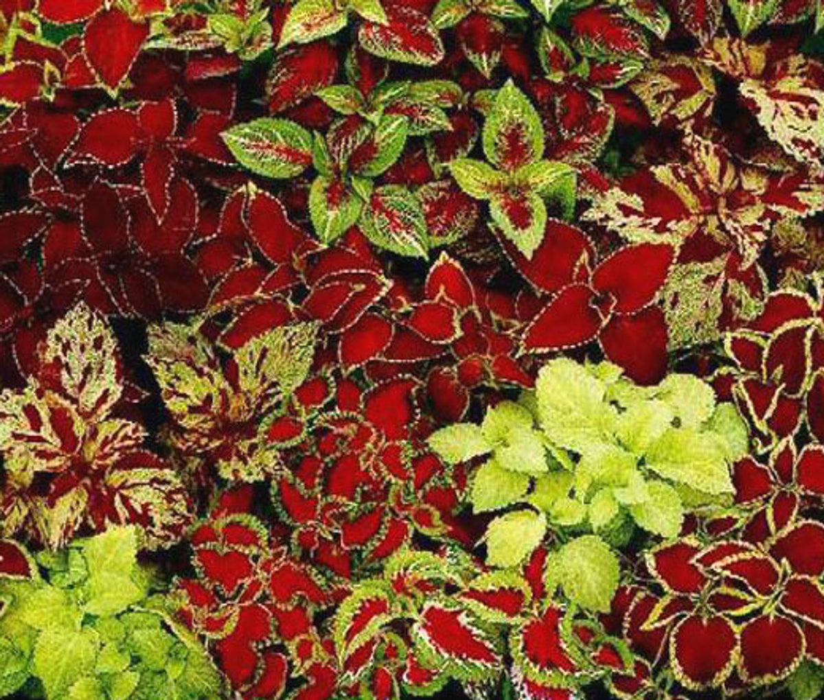Coleus Seeds – Fairway Ruby
