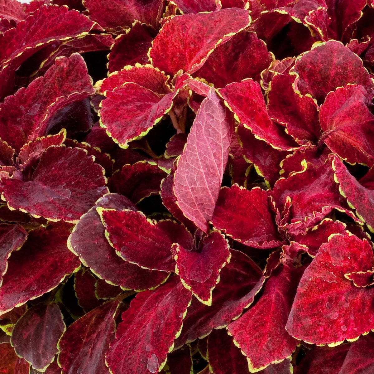 Coleus Seeds – Fairway Ruby

