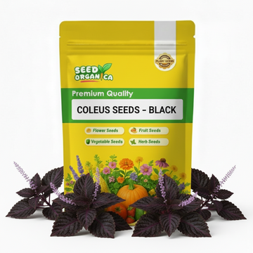 Coleus Seeds – Black