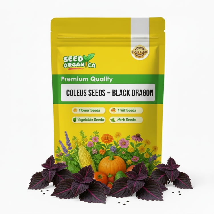Coleus Seeds – Black Dragon