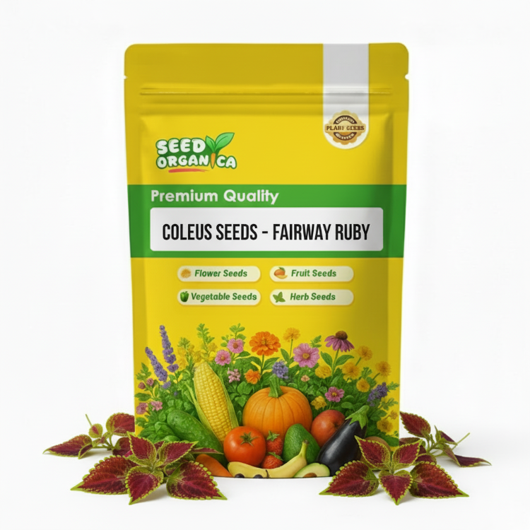 Coleus Seeds – Fairway Ruby