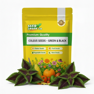 Coleus Seeds – Green & Black